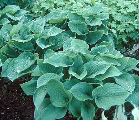 Hosta Fortunei-Ryhm 'Rugosa', kurttukuunlilja